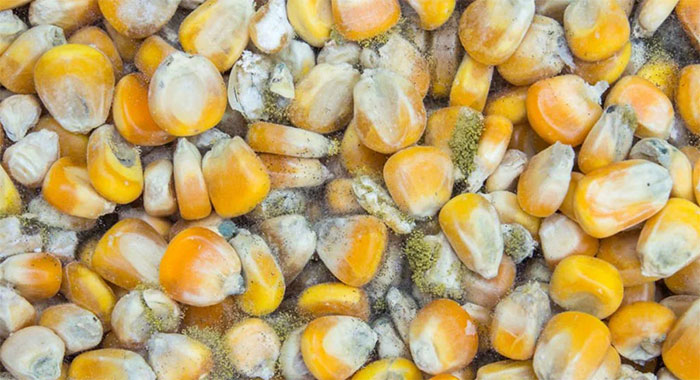 Aflatoxin thường có trong thực phẩm bị mốc, đặc biệt là thực phẩm có hàm lượng tinh bột cao.