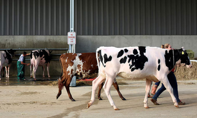 Những con bò tại Triển lãm Sữa Thế giới ở Madison, Wisconsin, Mỹ, tháng 10/2018.