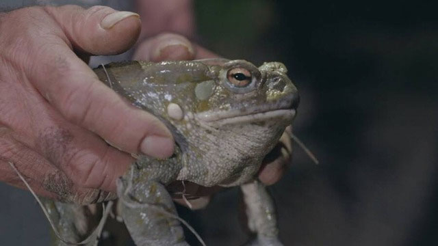 Cóc sa mạc Sonoran