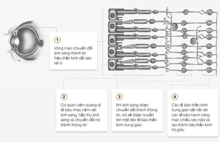 Phân tích của Science về "mắt khoa học".