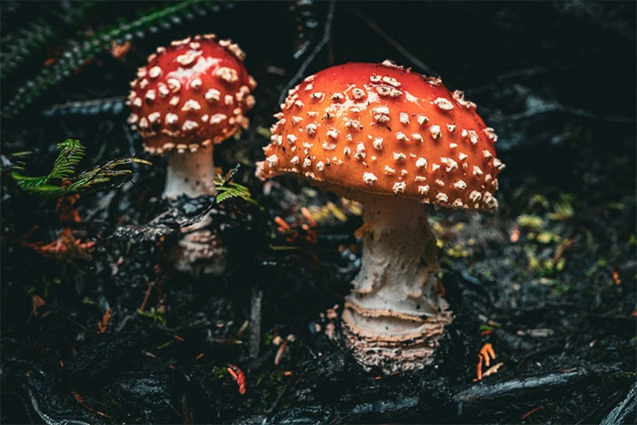 Nấm tán giết ruồi (fly agaric) có màu sắc sặc sỡ nhưng chứa độc tố mạnh.