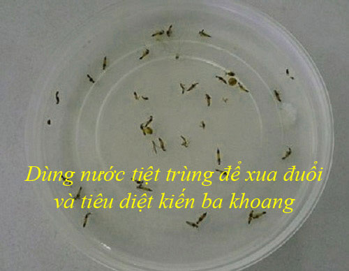 Dùng nước tiệt trùng để xua đuổi kiến ba khoang