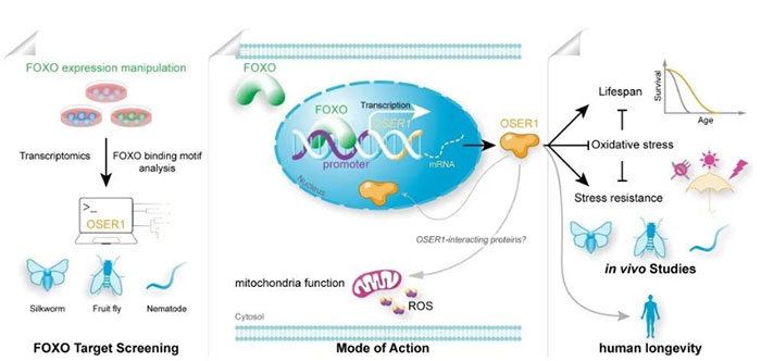 Cơ chế hoạt động của gene OSER1 trong việc điều chỉnh tuổi thọ.