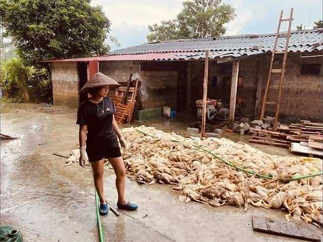 Bộ Y tế khuyến cáo người dân không sử dụng gia súc, gia cầm chết do mưa lũ làm thức ăn