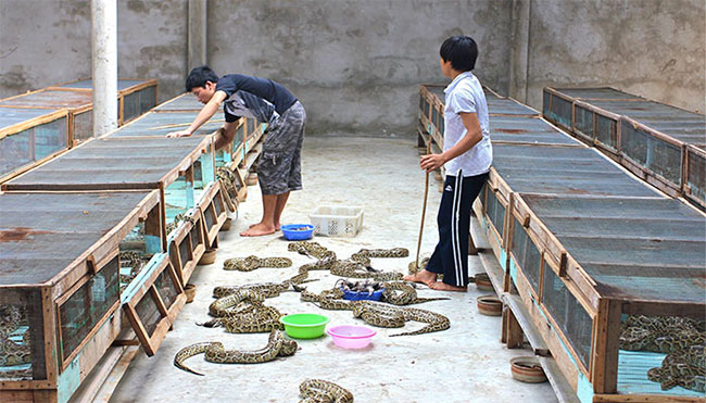 Mỗi buổi sáng, một con trăn chỉ cần liếm vảy của mình và thế là đủ nước cho cả ngày.