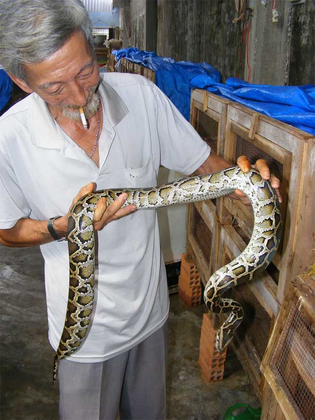 Trăn gấm thuộc giống Malayopython reticulatus.