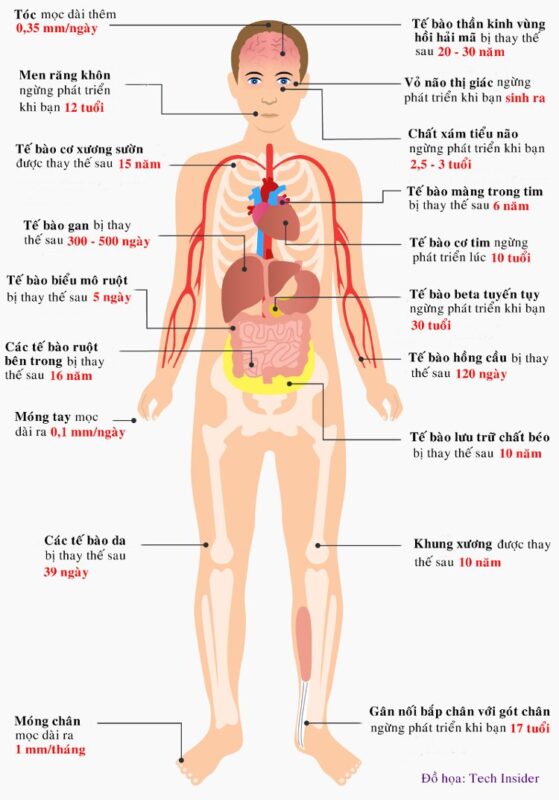 Tế bào gan bị thay đổi sau 300-500 ngày, còn các tế bào da bị thay thế sau 39 ngày.