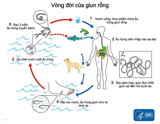 Vòng đời của giun rồng