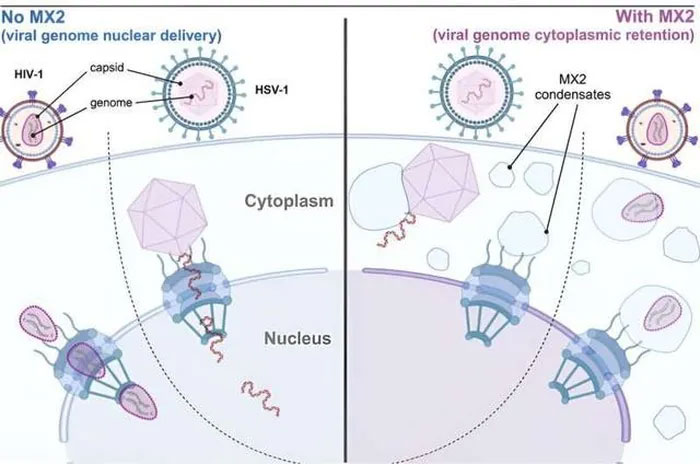 Mô phỏng cách protein MX kháng virus.