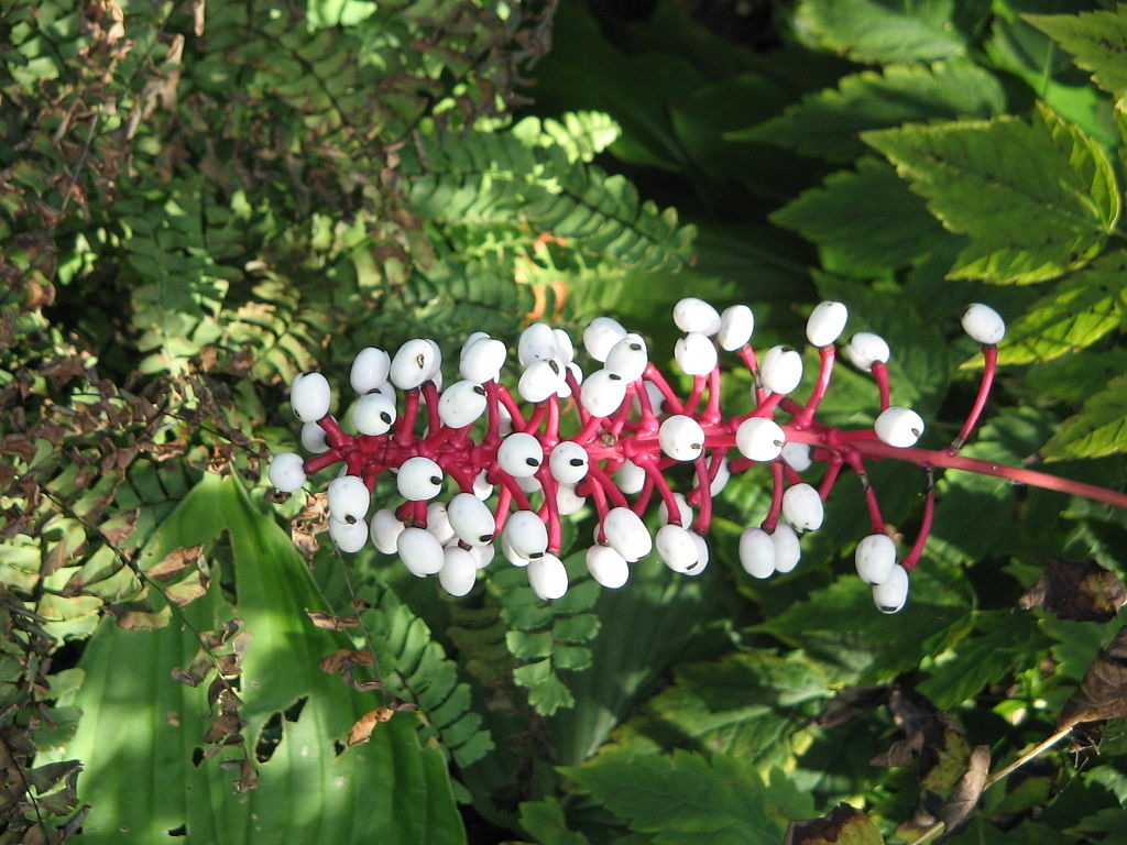 Chất độc có trong những quả baneberry có thể khiến tim ngừng đập ngay tức khắc.