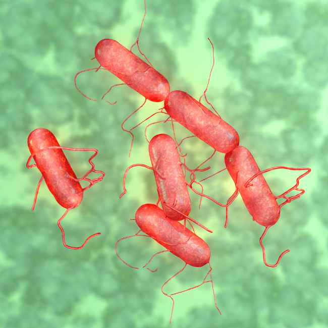 Nhiễm khuẩn Salmonella có thể bị nặng ở những người có hệ miễn dịch suy yếu.