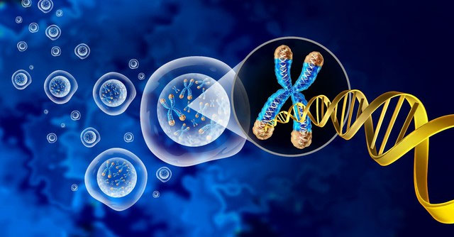  Telomere không phải là yếu tố duy nhất ảnh hưởng đến lão hóa. 