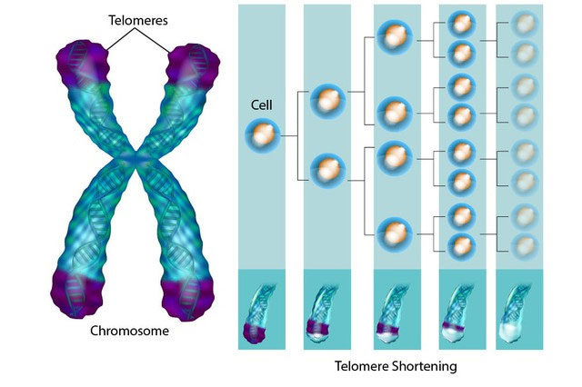 Telomere dài hơn giúp kéo dài tuổi thọ của tế bào và làm chậm quá trình lão hóa.